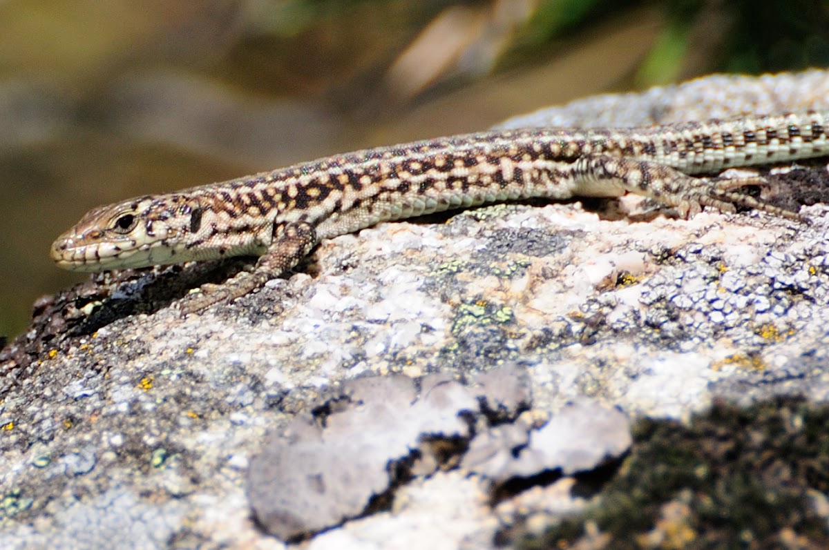 Iberian Wall Lizard, Lagartija ibérica