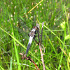 Chalk-fronted Corporal (male)
