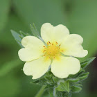 Rough-fruited Cinquefoil