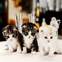 3D cute cat 14 logo