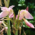 Crinum