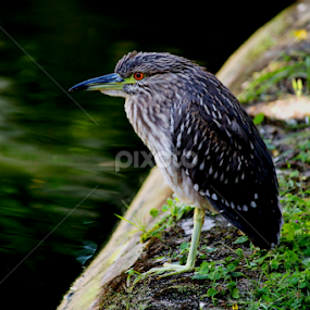 Hey Fishy, I'm not here....:P by Suvajit Malik - Animals Birds