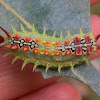Four-spotted Cup Moth larva