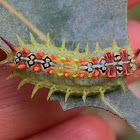 Four-spotted Cup Moth larva