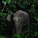 Borneo Pygmy Forest Elephant