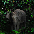 Borneo Pygmy Forest Elephant