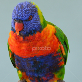 by Darren Merrills - Animals Birds