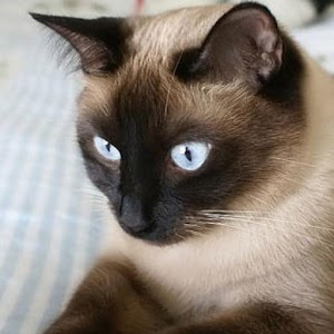 Jenis Kucing Populer 1.0