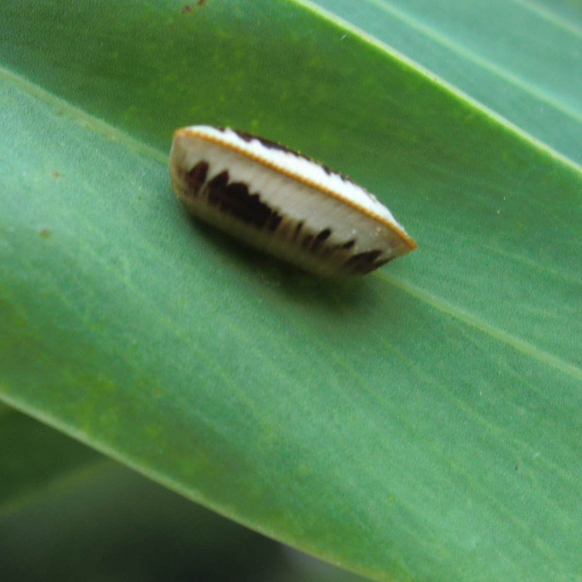 Blattellidae (ootheca)