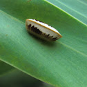 Blattellidae (ootheca)