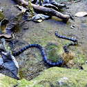 Luzon Banded Coral Snake