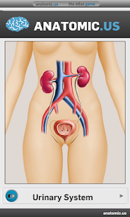 Urinary System: Anatomy and Physiology with Interactive Pictures