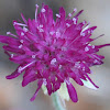 Thunder and Lightning Field Scabiosa