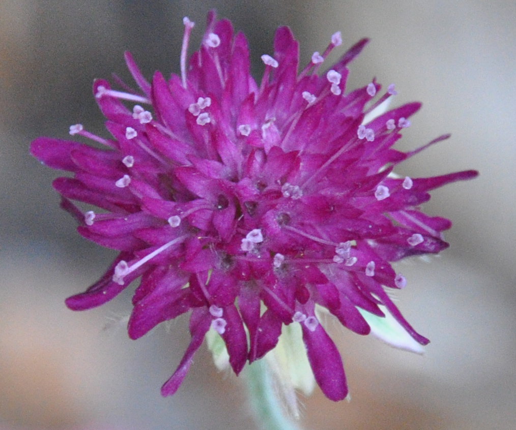 Thunder and Lightning Field Scabiosa