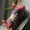 Mottled cupmoth  (mature larva)