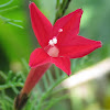 Ipomoea quamoclit