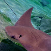 Cow Nose Ray