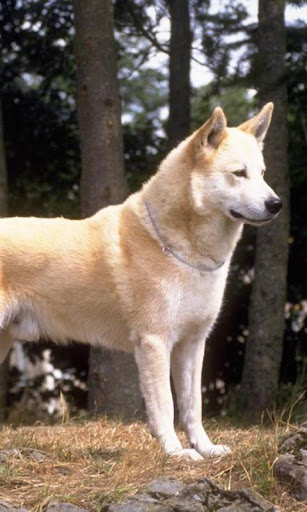 Canaan Dog Wallpapers