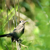 Gray Catbird (juvenile)