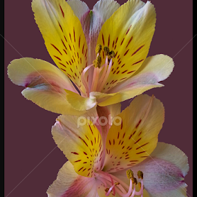 Pair of Alstromeria by Diana Postill - Flowers Flower Arangements