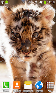 download Little Tiger Live Wallpaper free