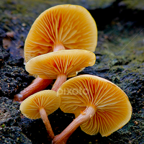 by Ronald Wahyudi - Nature Up Close Mushrooms & Fungi