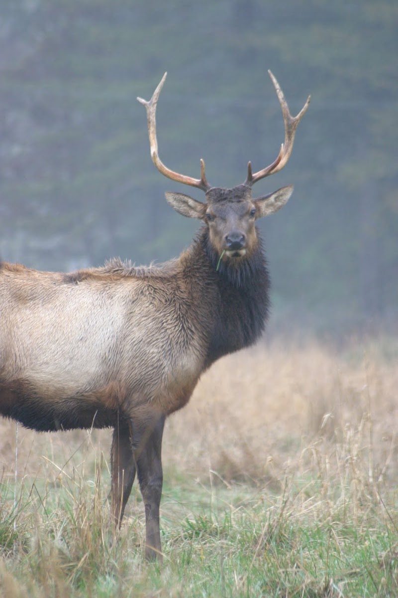 Roosevelt Elk