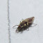 Lacewing Larva