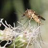 Mosquito (male)