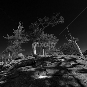Limber Pines....RMNP...Colorado... by Johnny Gomez - Black & White Landscapes