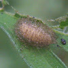 Leaf Beetle Pupa