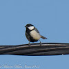 Great Tit; Carbonero Común