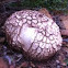 Gaint Puffball Mushroom