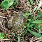 Unknown Toad
