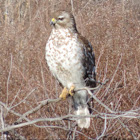 Red-shouldered Hawk    immature