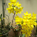 Yellow Ground Orchid