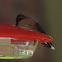 Ruby-throated Hummingbird (female)
