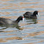 Red-billed Coot