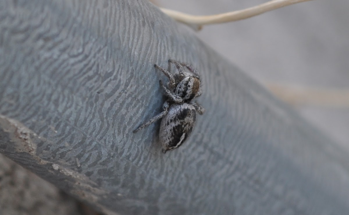 gray jumping spider