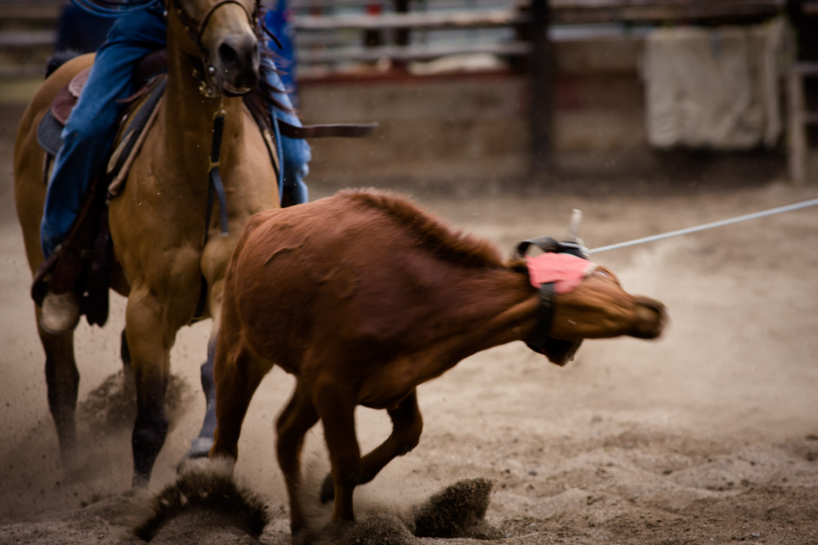 Roped Steer, Cody, Wyoming