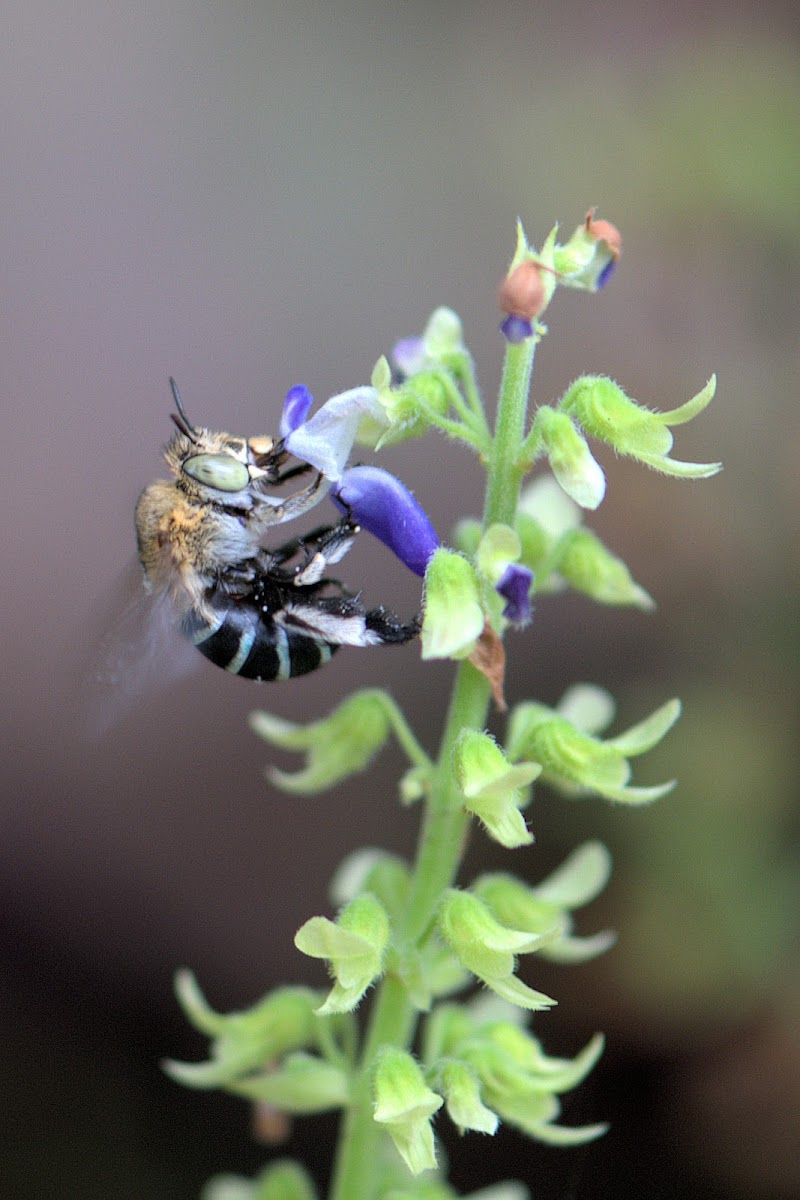 Common Blue Banded Bee