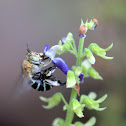 Common Blue Banded Bee