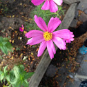 Aster flower?