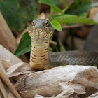 Northern Water Snake