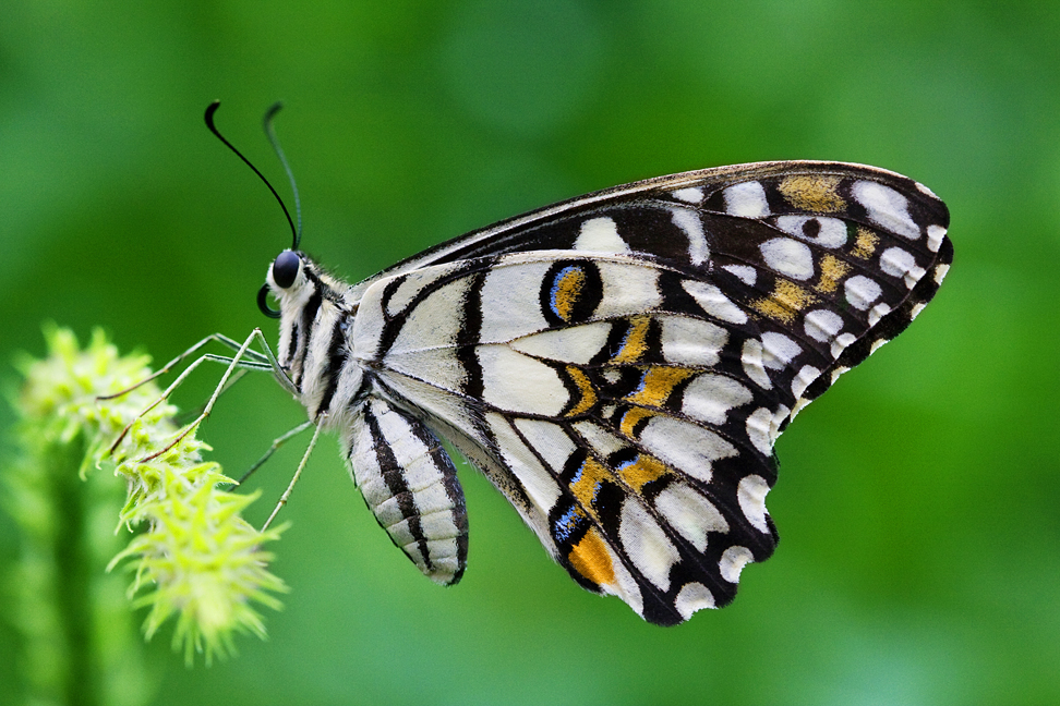 Chequered Swallowtail Butterfly