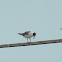 Laughing Gull