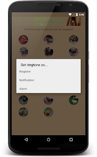 Download Rooster Sounds and Ringtone APK for Android