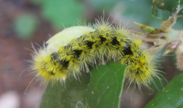 Silver-spotted Tiger Moth | Project Noah