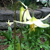 Qregon Fawn Lily