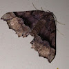 Honest pero moth